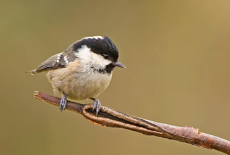 Coal Tit - Woodland