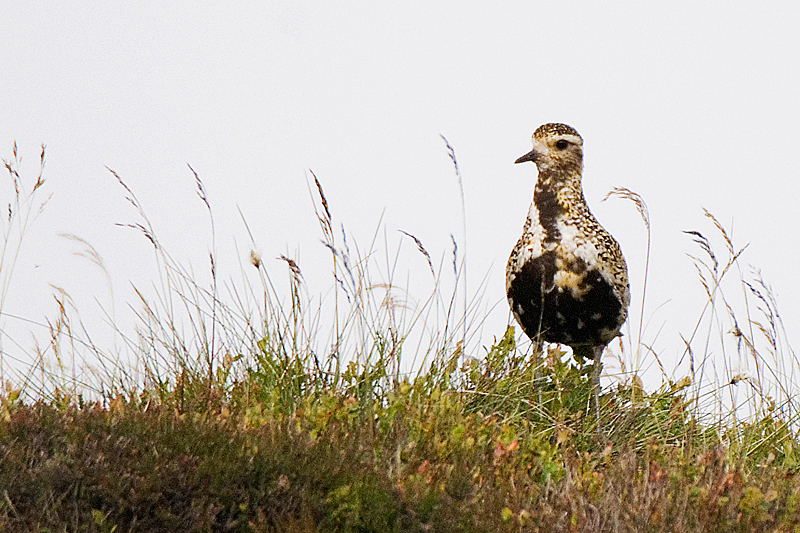 Golden Plover - Upland & Mountain