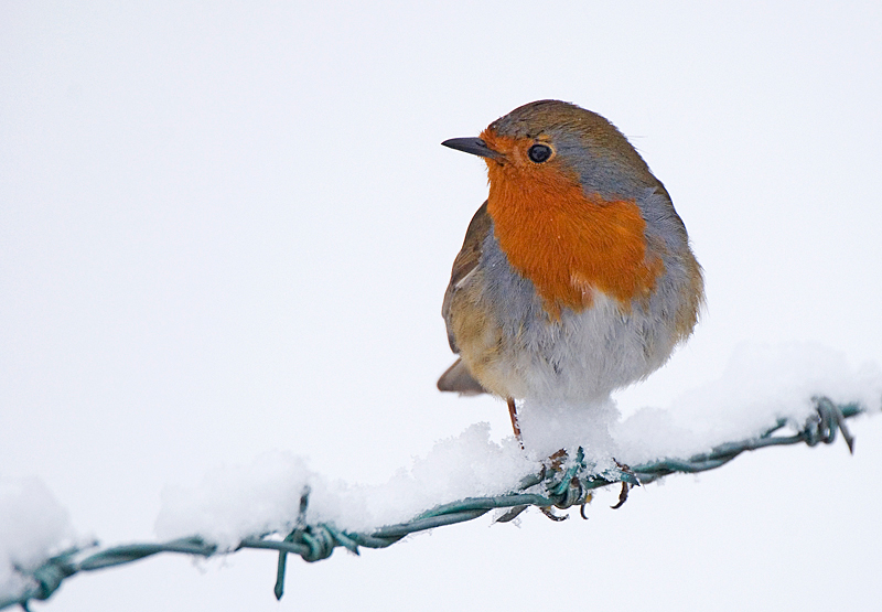Robin - Robin