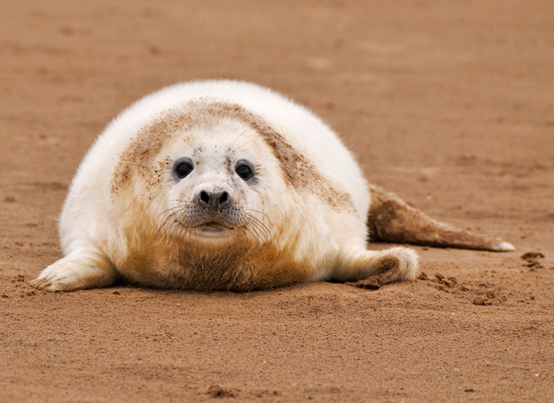 Grey Seal Pup - Grey Seals
