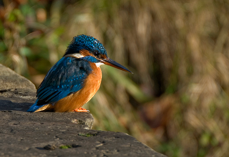 Kingfisher - Kingfisher