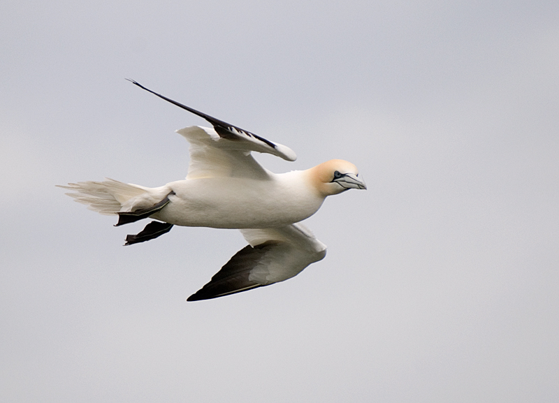 Gannet - Gannet