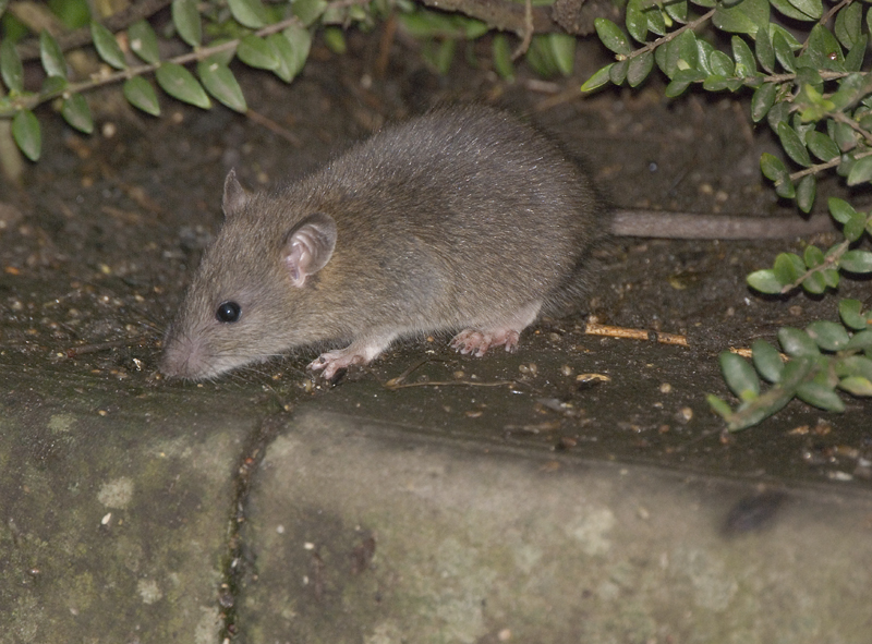 House Mouse - Lowland & Farmland