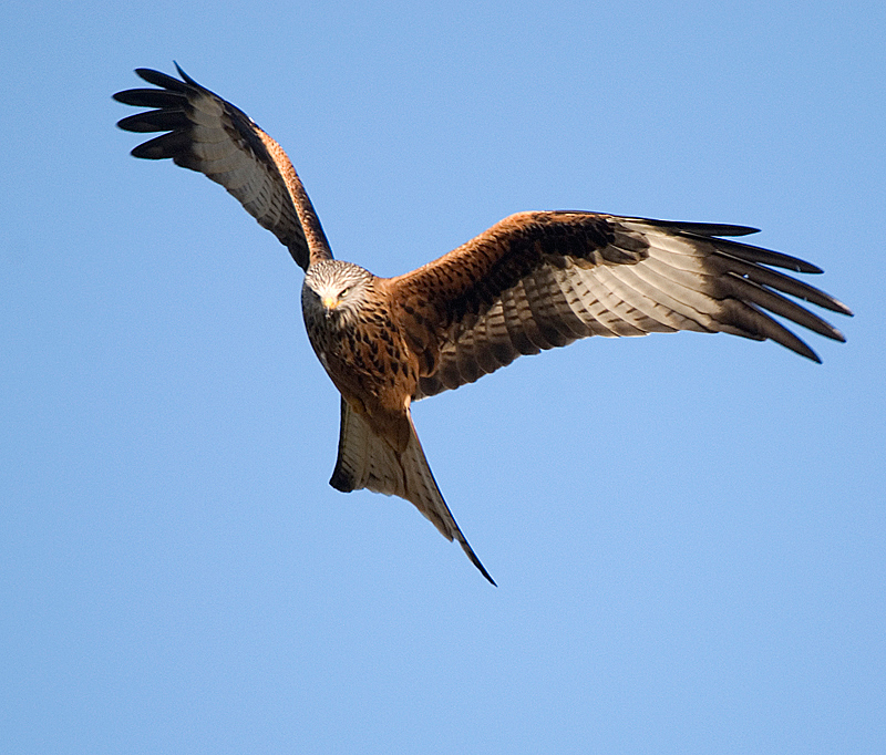 Red Kite - Red Kite
