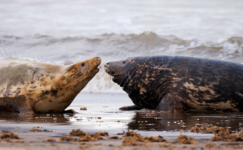 Grey Seal - Grey Seals