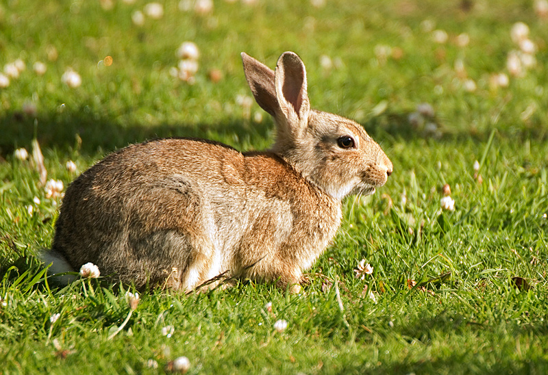 Rabbit - Lowland & Farmland
