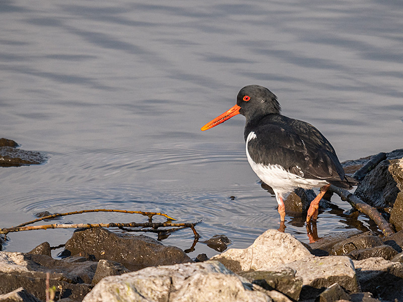  - Coastal & Wetland