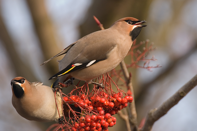 Waxwing - Waxwing