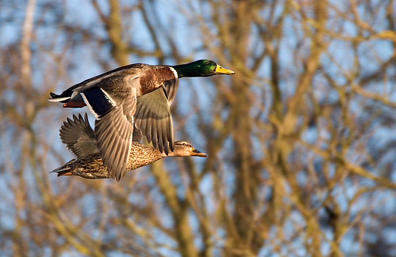 Mallard - Freshwater