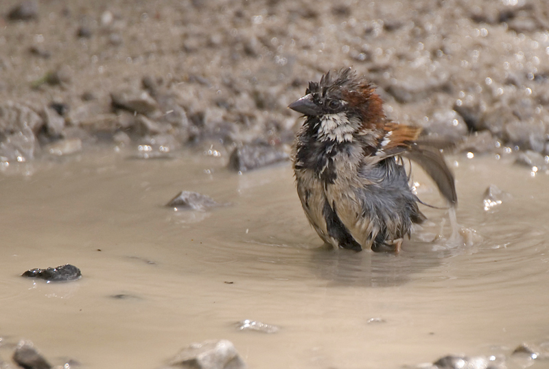 House Sparrow - House Sparrow