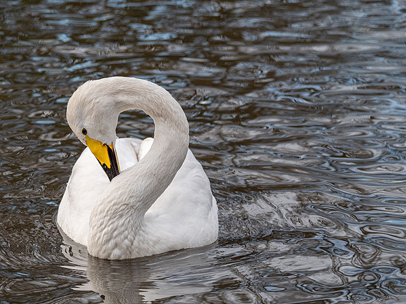 Whooper Swan - Coastal & Wetland