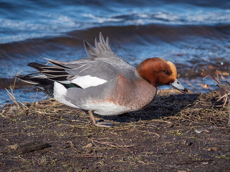 Widgeon - Coastal & Wetland