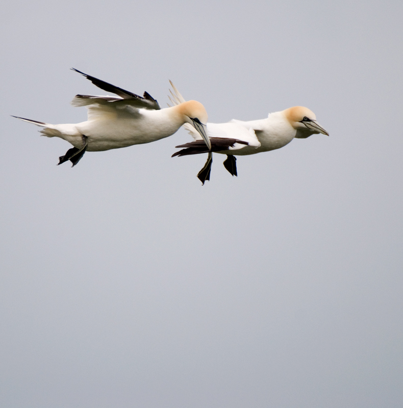 Gannet - Gannet
