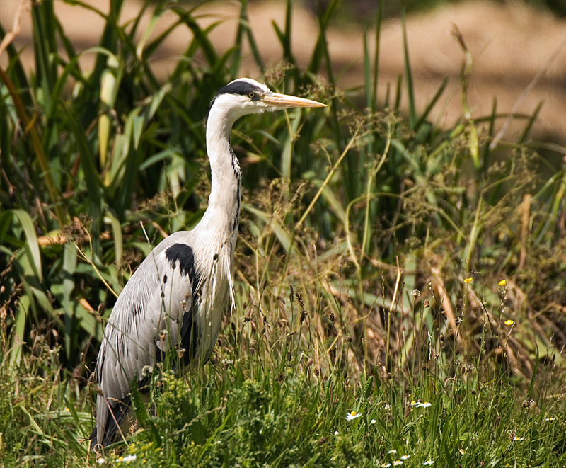 Grey Heron - Heron, Grey