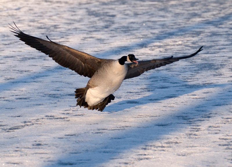 Canada Goose - Goose, Canada