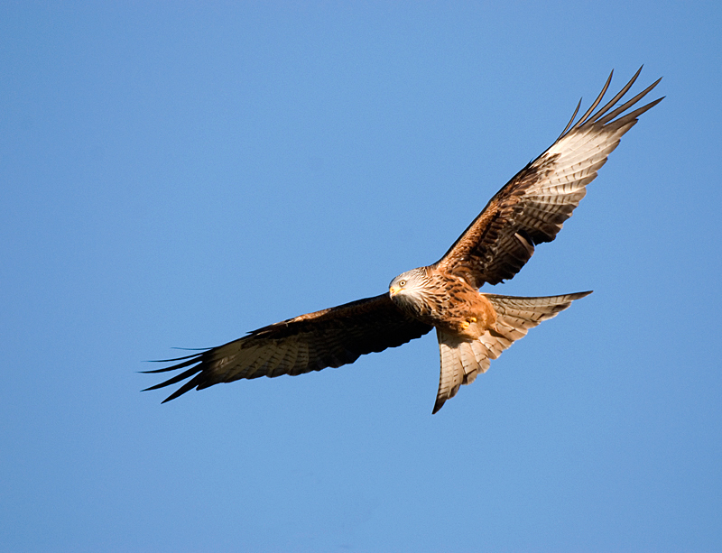 Red Kite - Red Kite