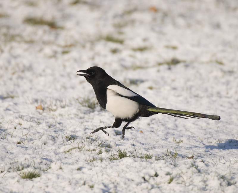 Magpie - Magpie