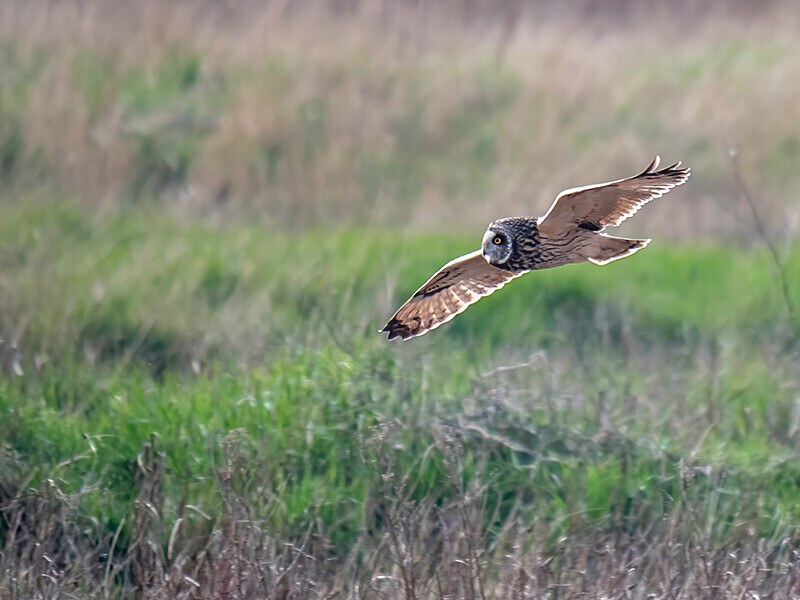  - Coastal & Wetland