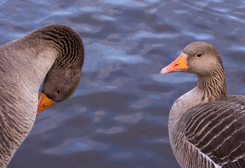 Greylag Goose - Goose, Greylag