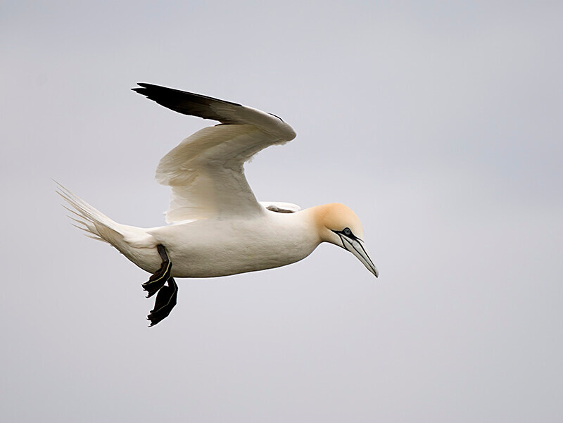  - Northern Gannet