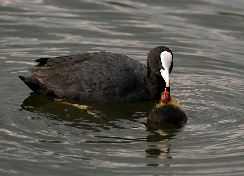 Coot - Coot