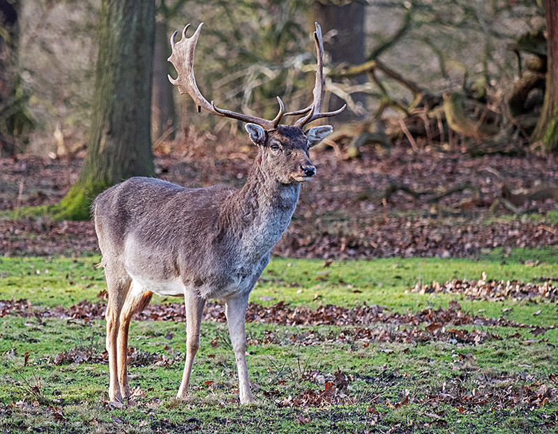 Fallow Deer - Woodland