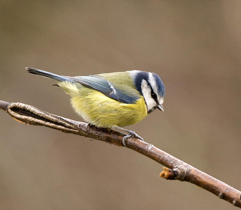 Blue Tit - Tit, Blue