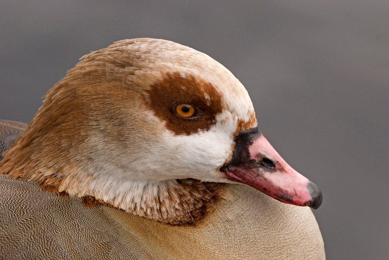Egyptian Goose - Goose, Egyptian