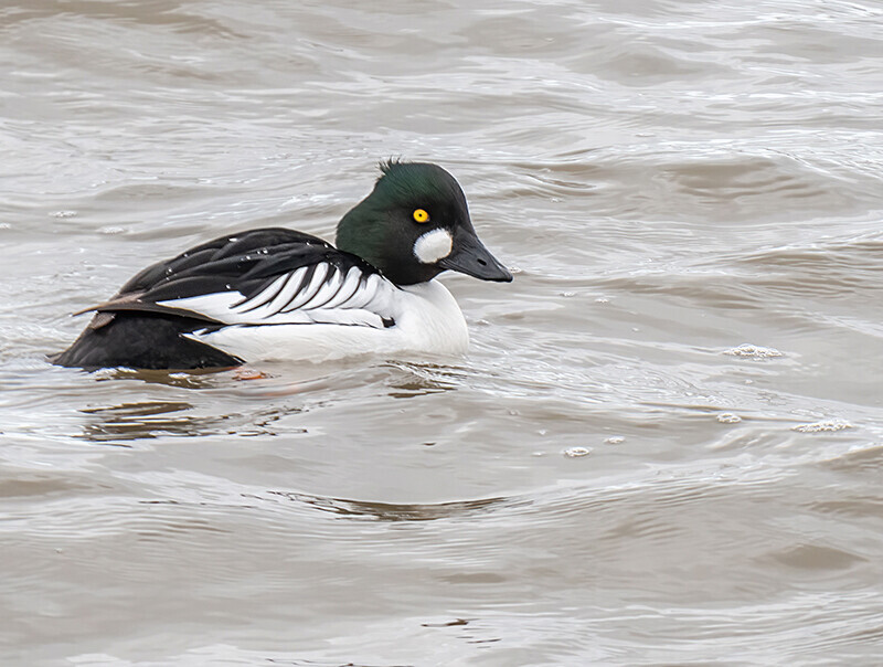 Goldeneye - Coastal & Wetland