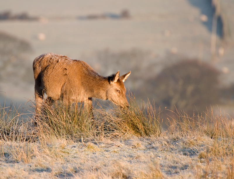 Red Deer Hind - Red Deer