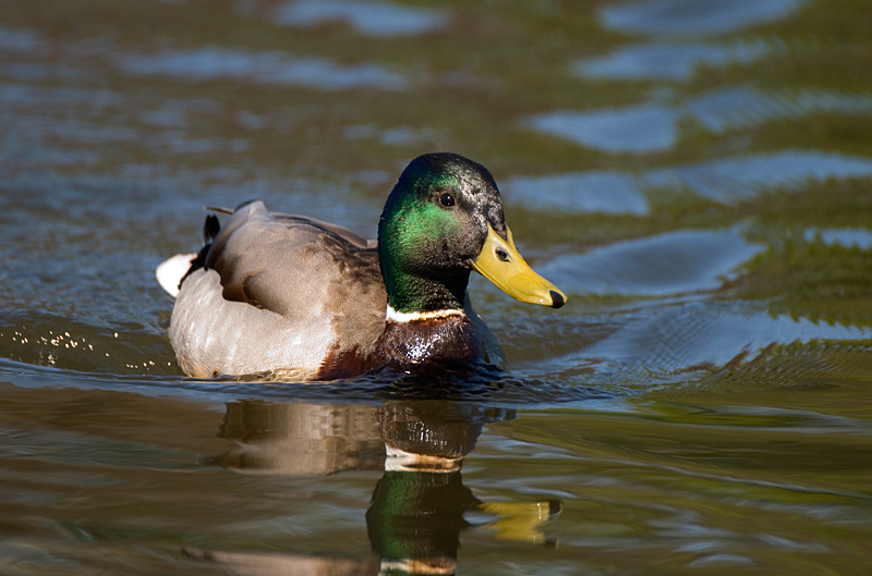 Mallard - Mallard
