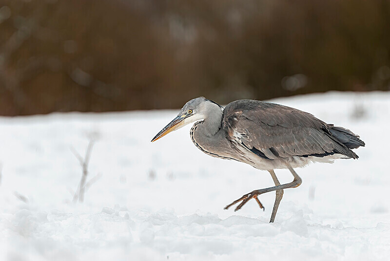  - Winter Grey Herons