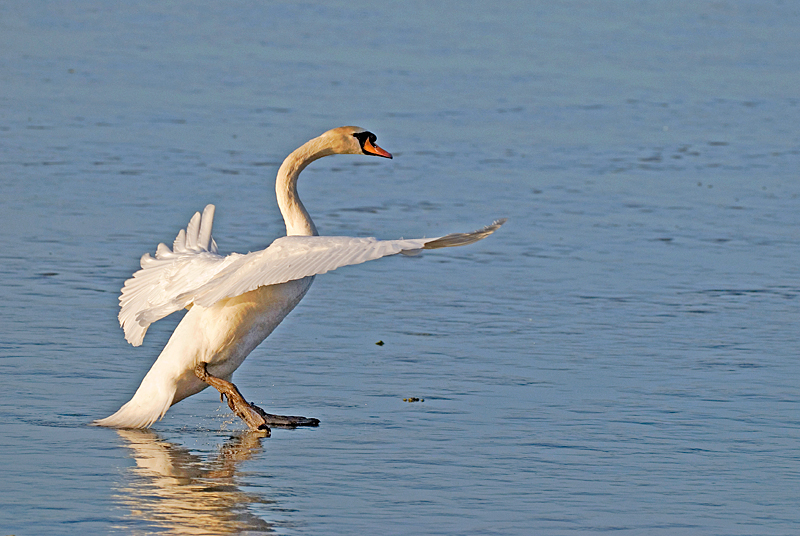 Mute Swan - Freshwater