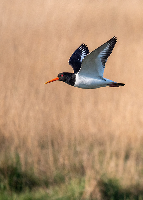  - Coastal & Wetland