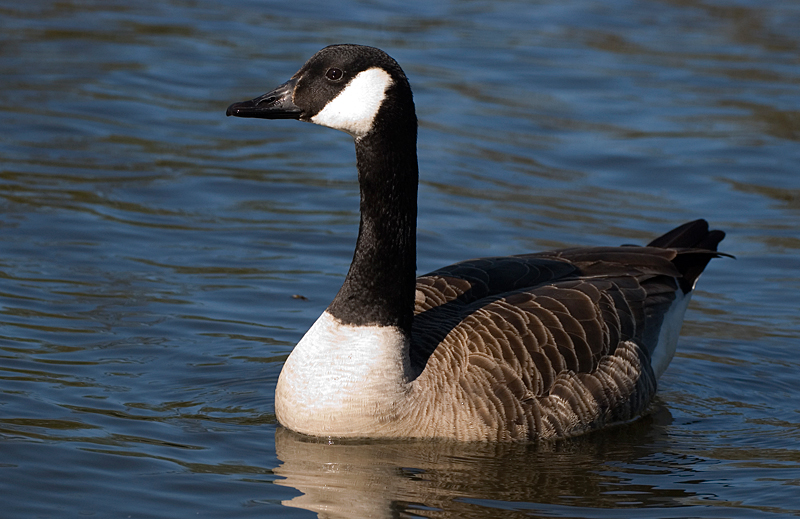 Canada Goose - Goose, Canada
