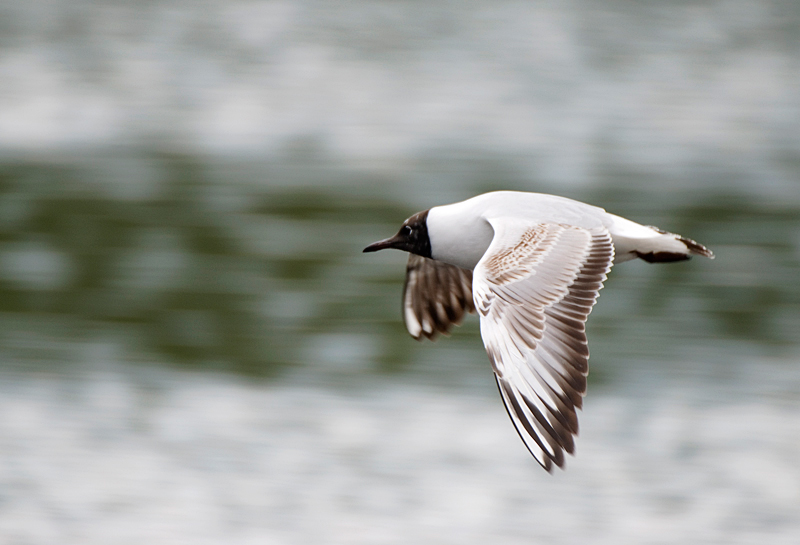 Black-Headed Gull - Gull, Black-Headed