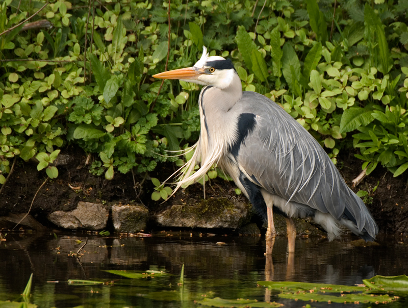 Grey Heron - Heron, Grey