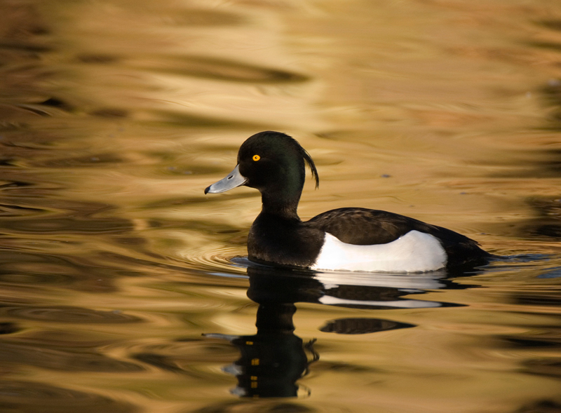 Tufted Duck - Duck, Tufted