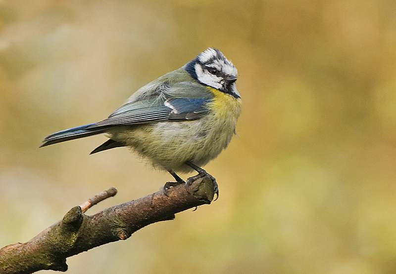 Blue Tit - Woodland