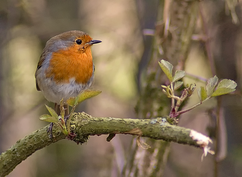 Robin - Robin