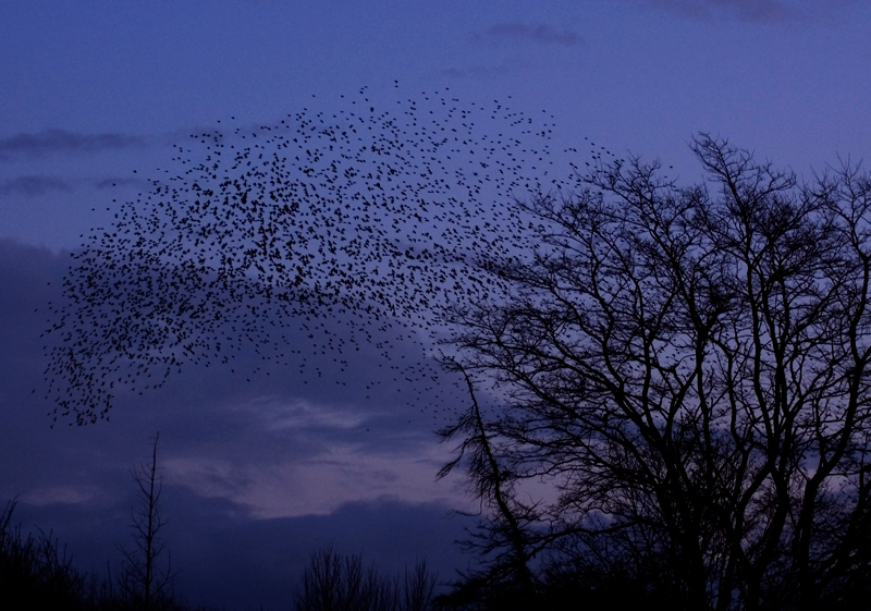 Starling - Starling