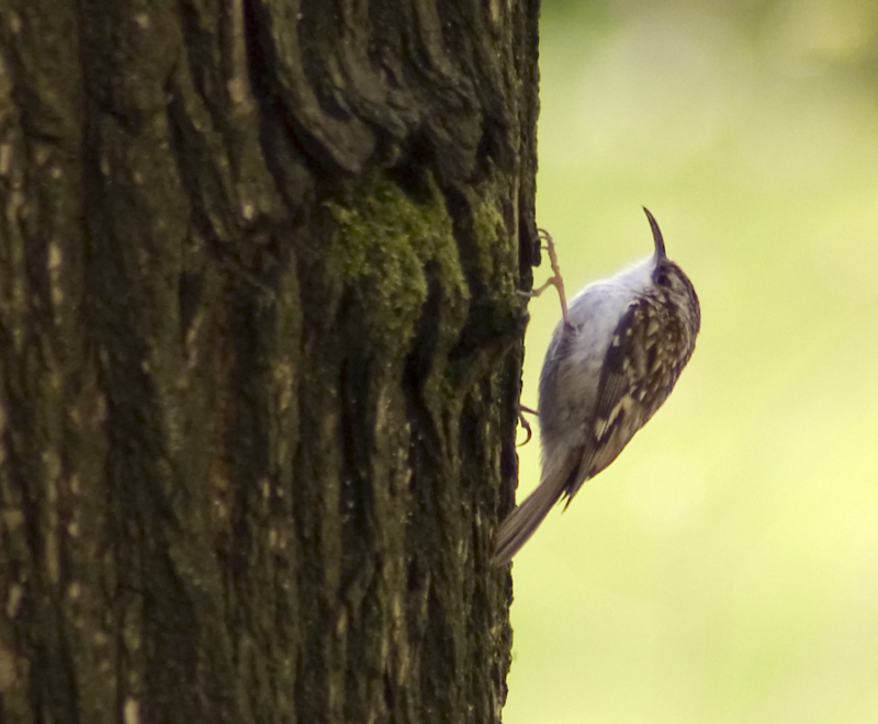 Treecreeper - Treecreeper