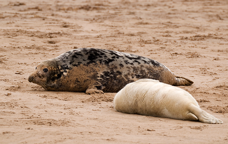 Grey Seal - Grey Seals