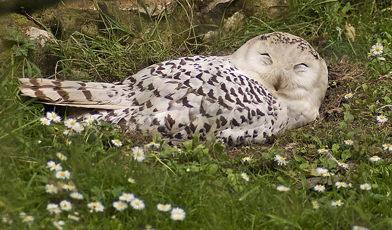 Snowy Owl - Upland & Mountain