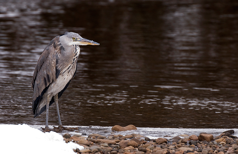 Grey Heron - Grey Heron