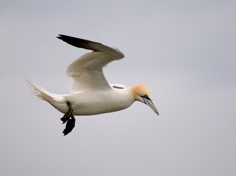Gannet - Gannet