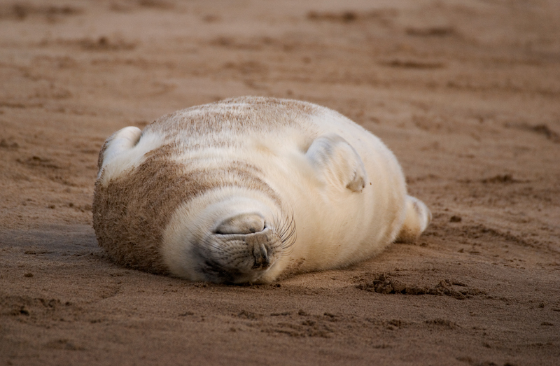 Grey Seal Pup - Grey Seals