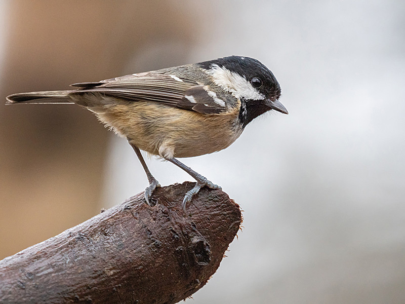 Coal Tit - Woodland