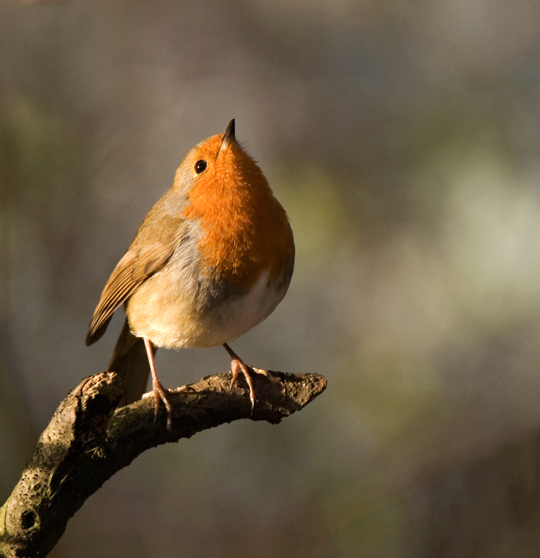 Robin - Robin