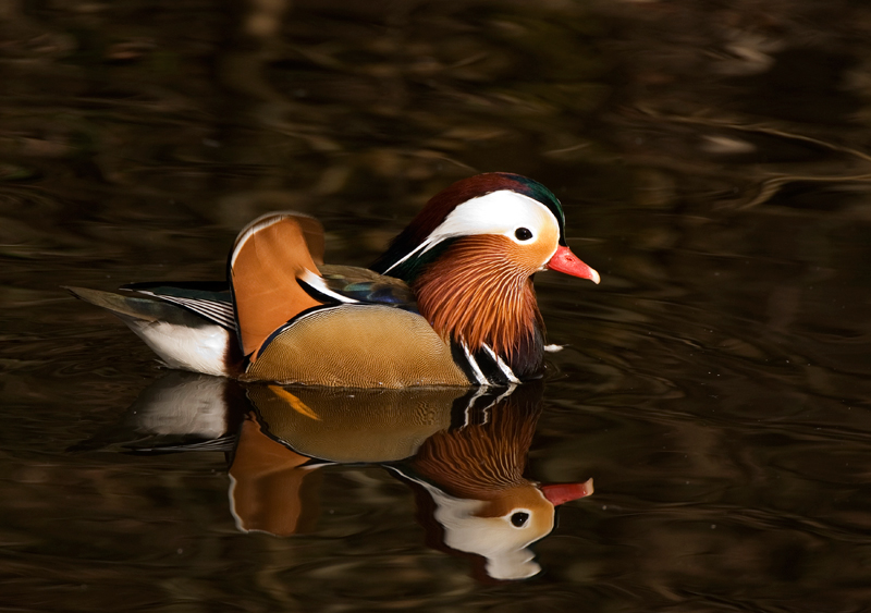 Mandarin Duck - Duck, Mandarin